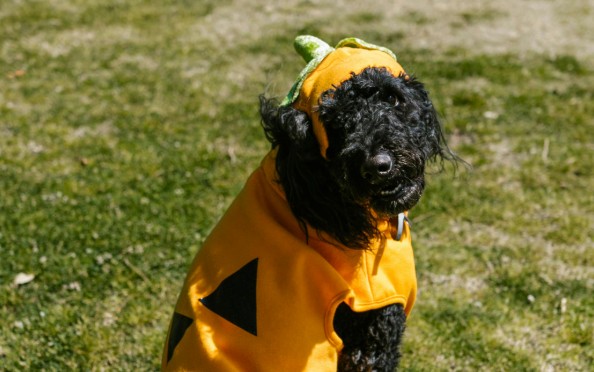 The Growing Trend Of Pet Halloween Costumes