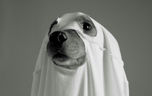 The Influence Of Social Media On Pet Halloween Costumes